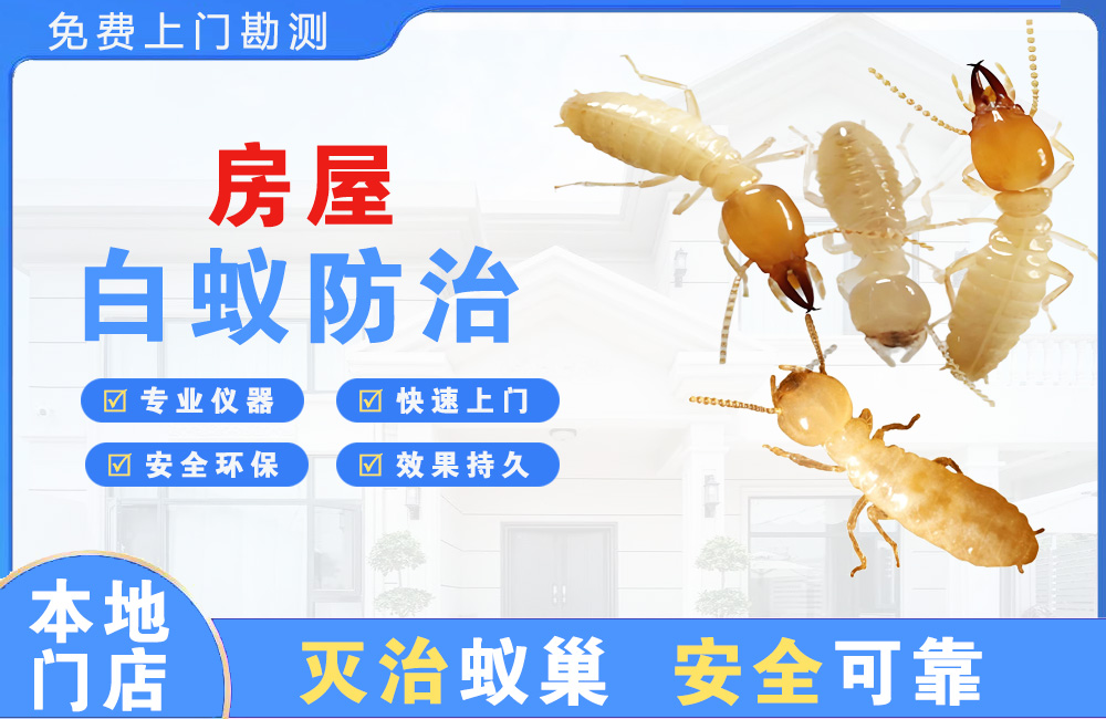 陆丰房屋白蚁防治